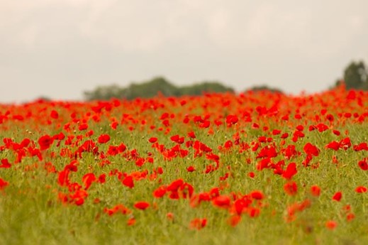 Ullesthorp Poppies